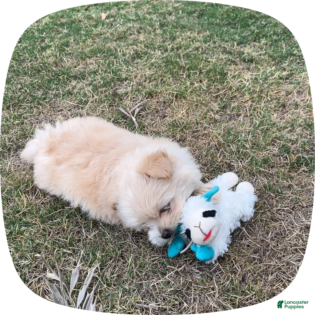 Pomapoo dogs for sale: masha - Ad 2