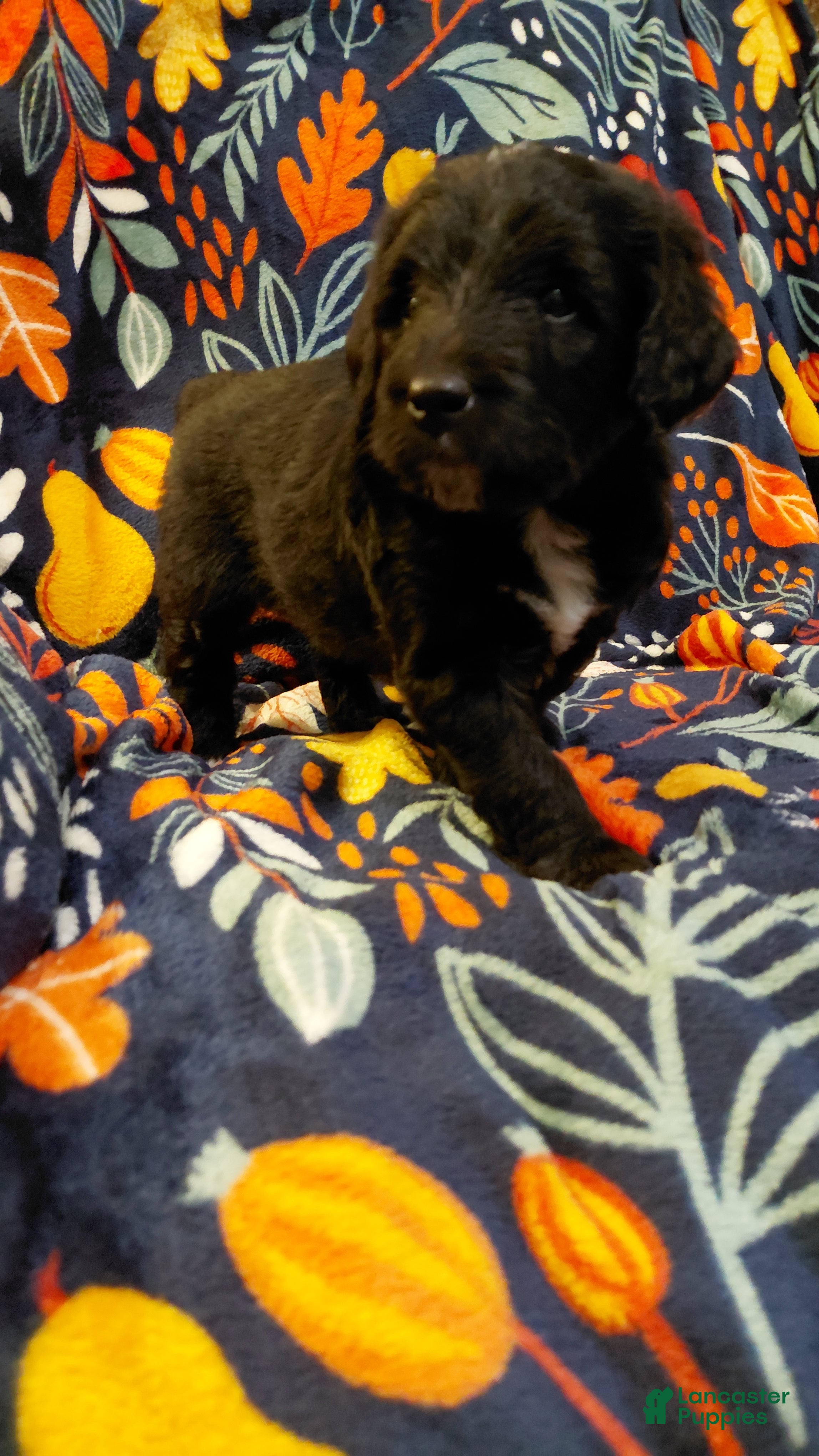 Mini Goldendoodle dogs for sale: Mountain Goldendoodle - Patrick Henry - Ad 3