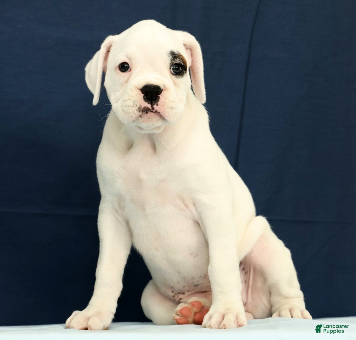 Boxer dogs Tessie - Ad 1