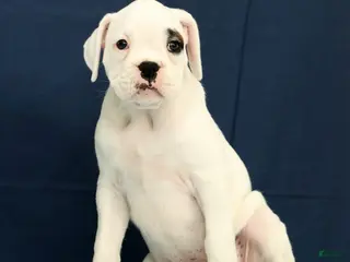 Boxer dogs for sale: Tessie - Ad 3