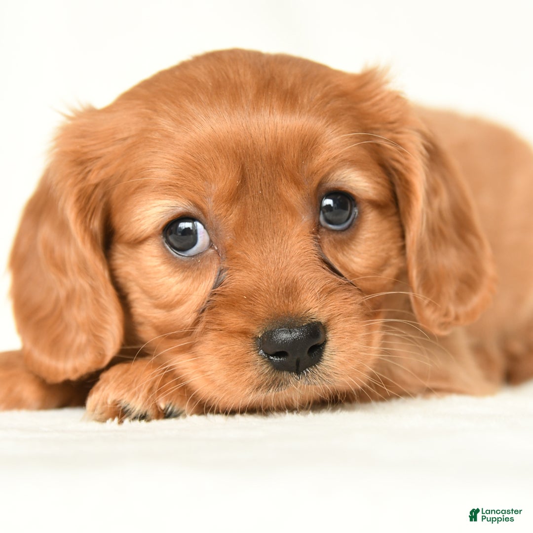 Miniature Golden Retriever dogs for sale: Eleanor  - Ad 3