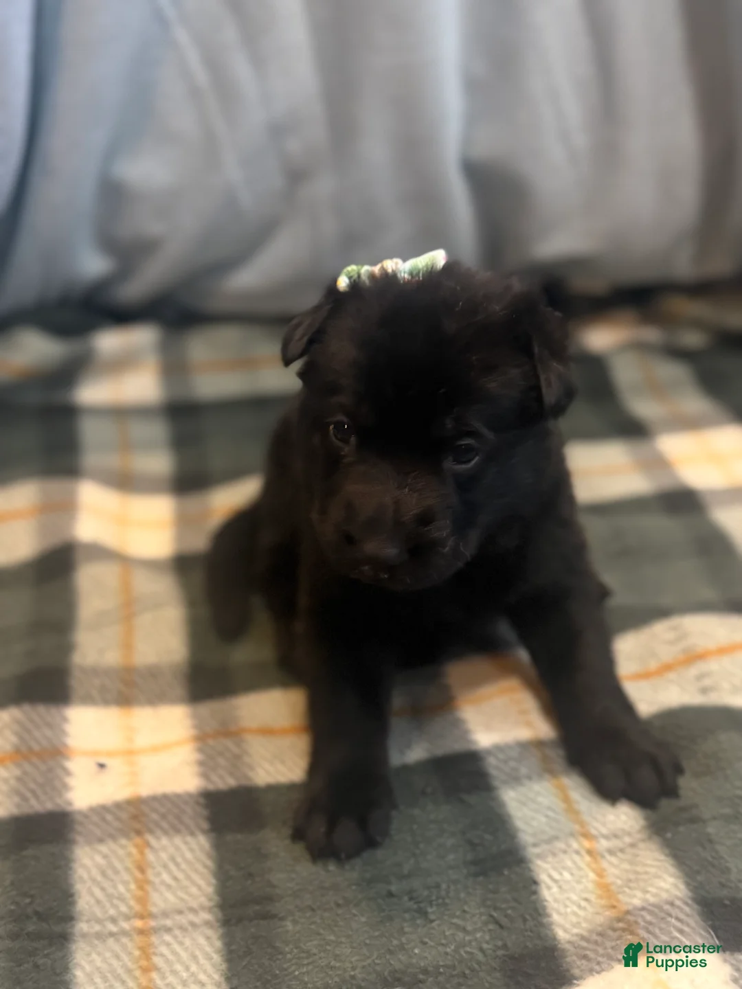 German Shepherd dogs for sale: Mercedes - Ad 2