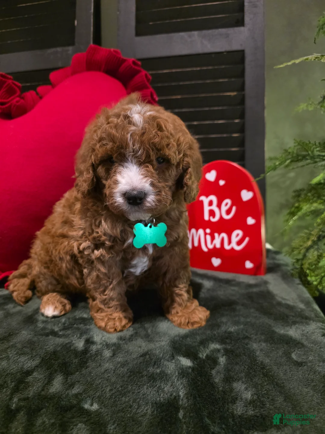 Mini Bernedoodle dogs for sale: Colton  - Ad 4
