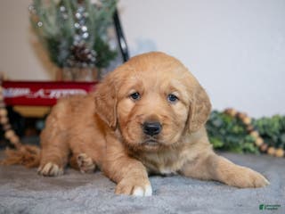 Golden Retriever dogs Faith - Ad 26