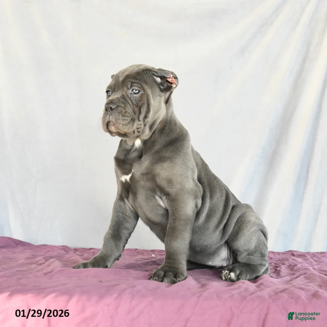Cane Corso dogs for sale: Meadow - Ad 4