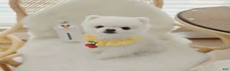 Pomeranian dogs for sale: Pomeranian Puppy 4 - Ad 3