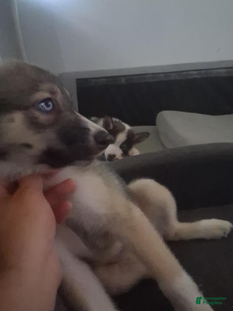 Mixed Breed dogs Mixed Breed 2 - Ad 30