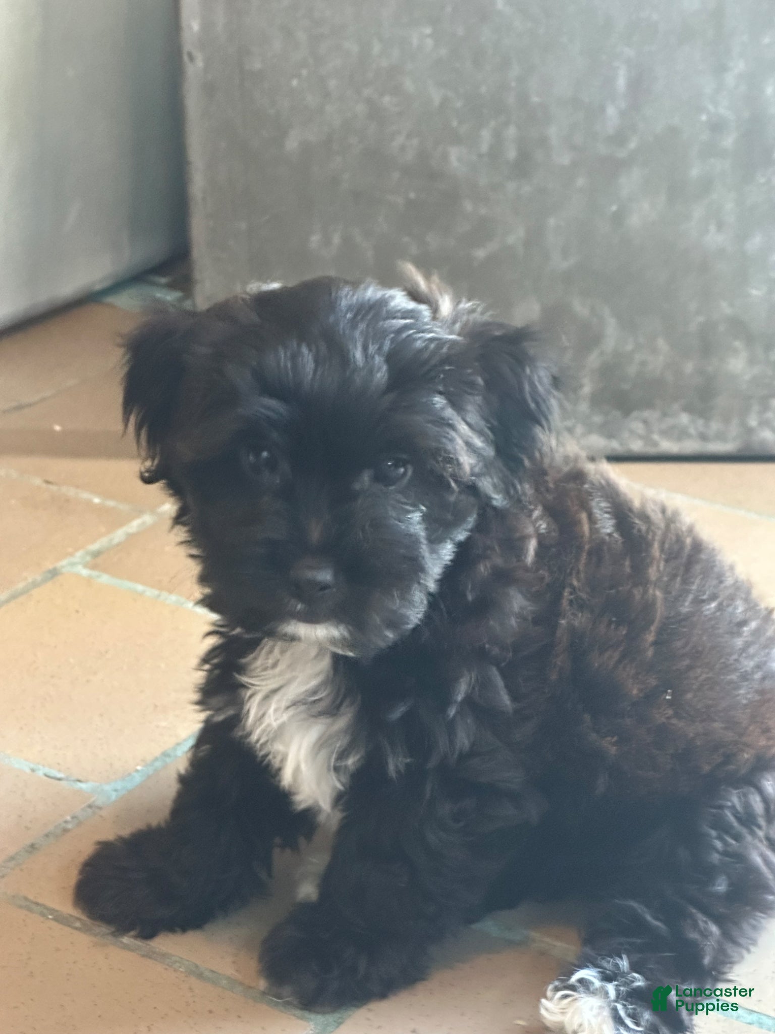 Chipoo dogs Chipoo Puppy 1 - Ad 2