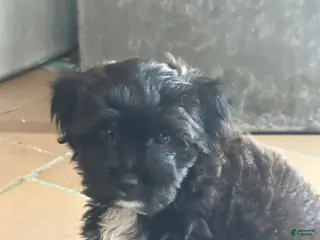 Chipoo dogs Chipoo Puppy 1 - Ad 2