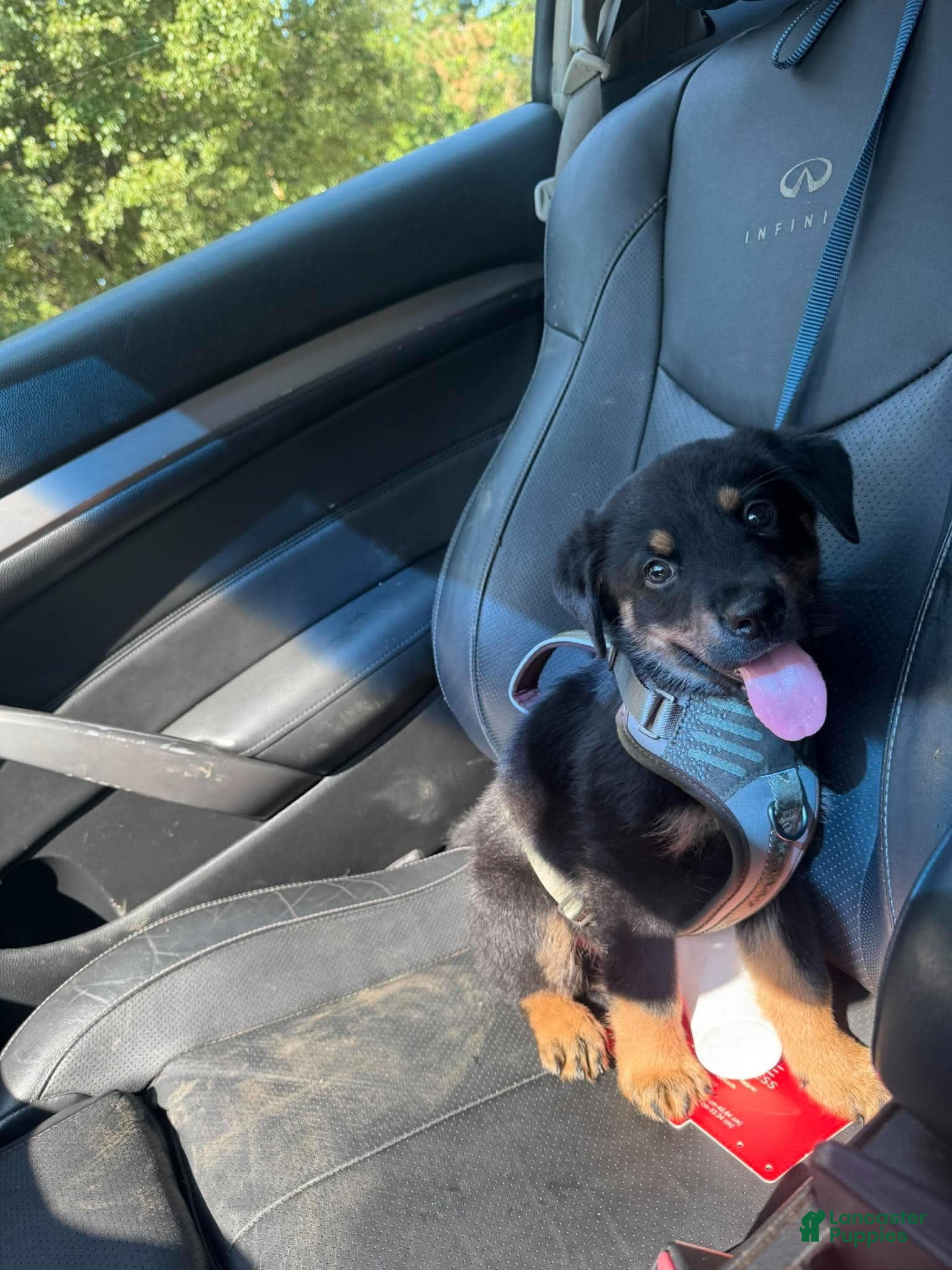 Rottweiler dogs for sale: Snoopy - Ad 10