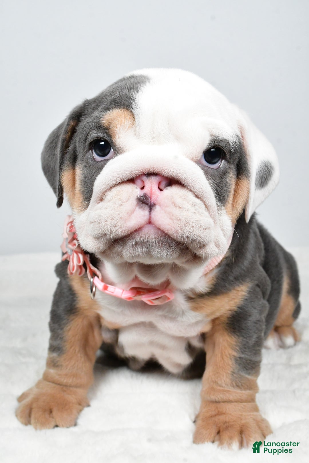 English Bulldog dogs for sale: Tonya - Ad 6