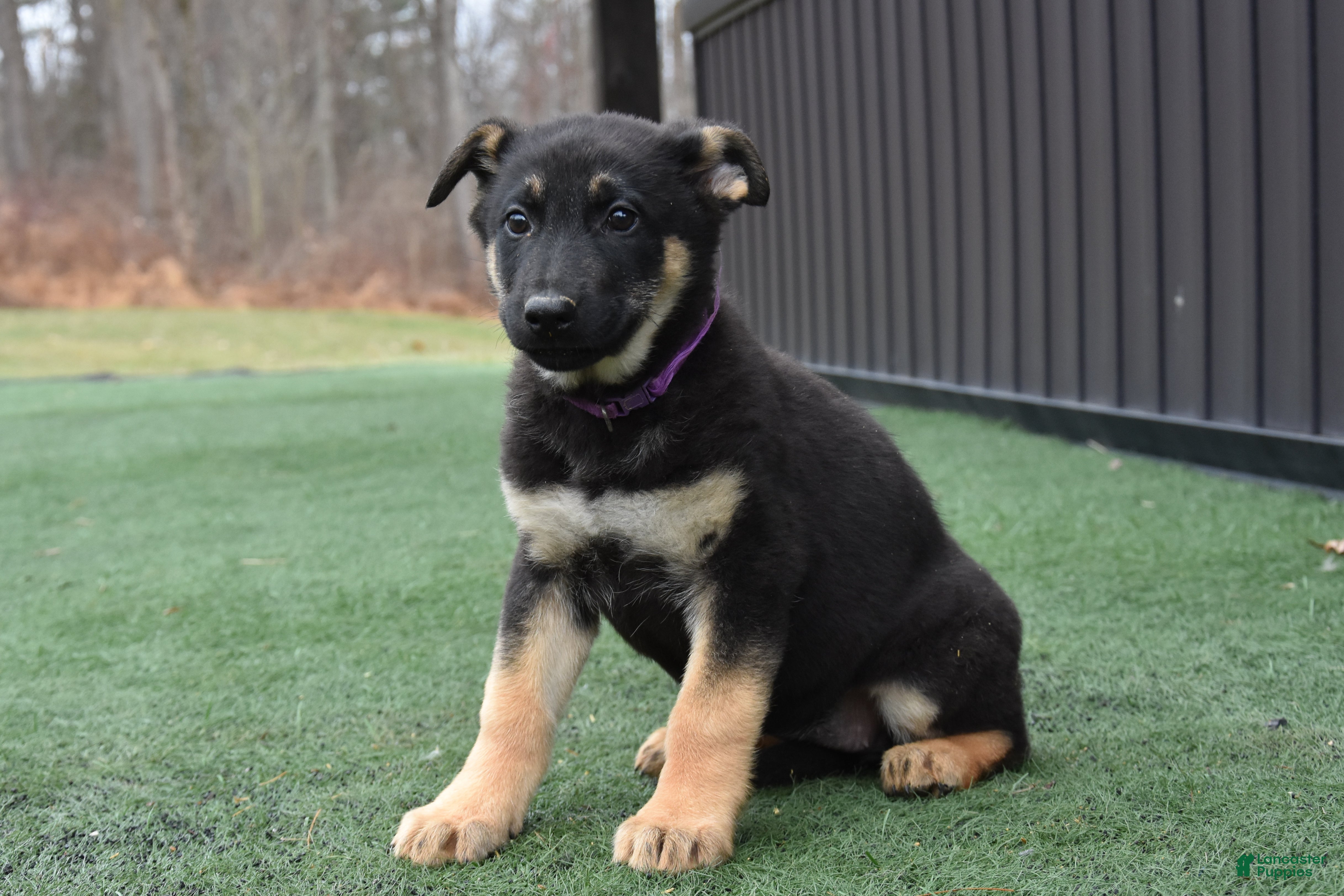 German Shepherd dogs Lyla - Ad 2