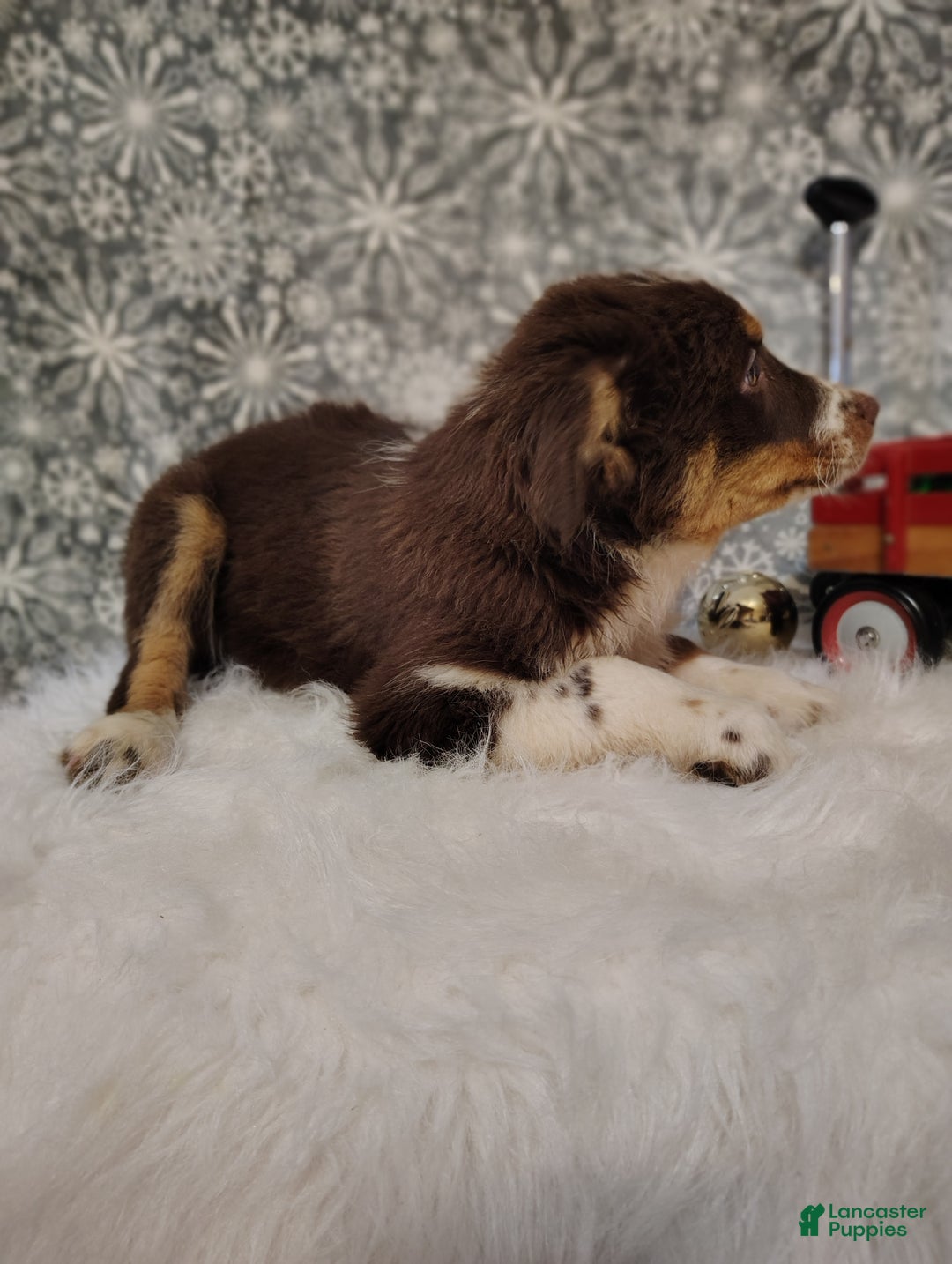 Australian Shepherd dogs for sale: Nutmeg - Ad 3