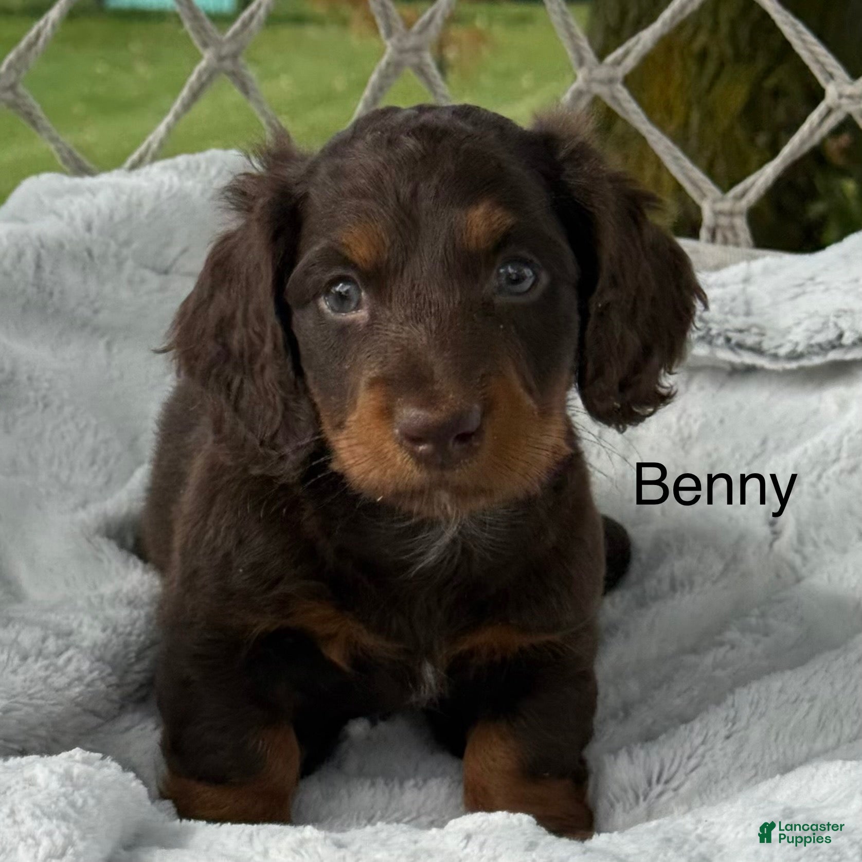 Miniature Dachshund dogs Benny - Ad 1