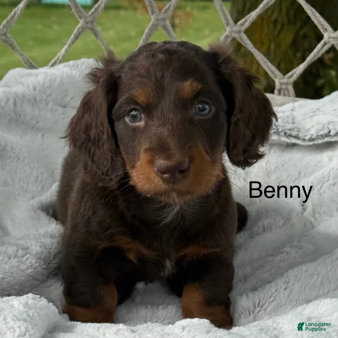 Miniature Dachshund dogs for sale: Benny - Ad 1