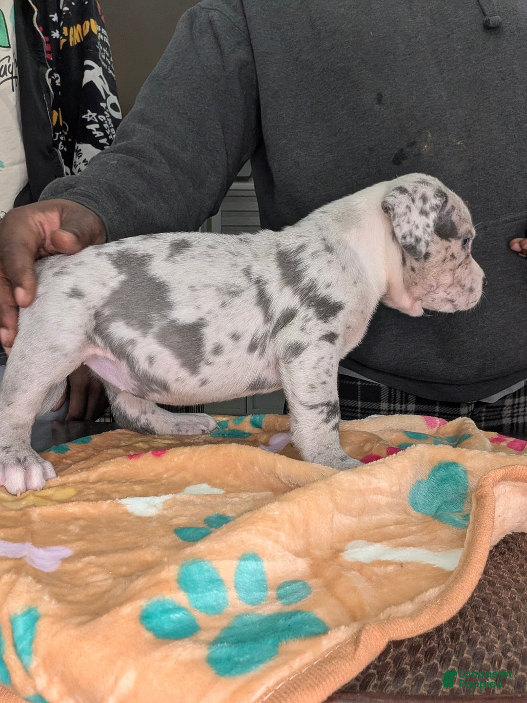 American Bully dogs for sale: American Bully Puppy 3 - Ad 2
