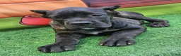 Cane Corso dogs for sale: ELLA - Ad 14