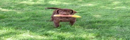 Labrador Retriever dogs for sale: Samuel  - Ad 3