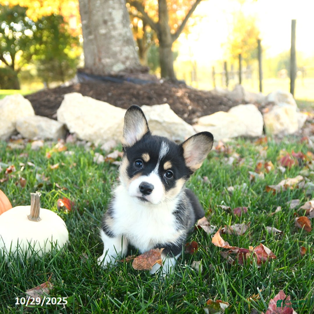 Welsh Corgi Pembroke dogs for sale: Ace - Ad 1