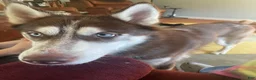Siberian Husky dogs for sale: Mowgli - Ad 1