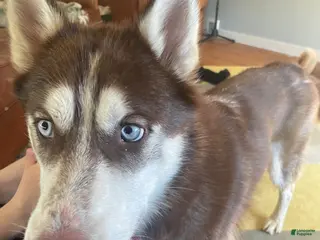 Siberian Husky dogs Mowgli - Ad 31