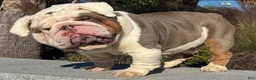 English Bulldog dogs for stud: Huncho (stud service)  - Ad 3