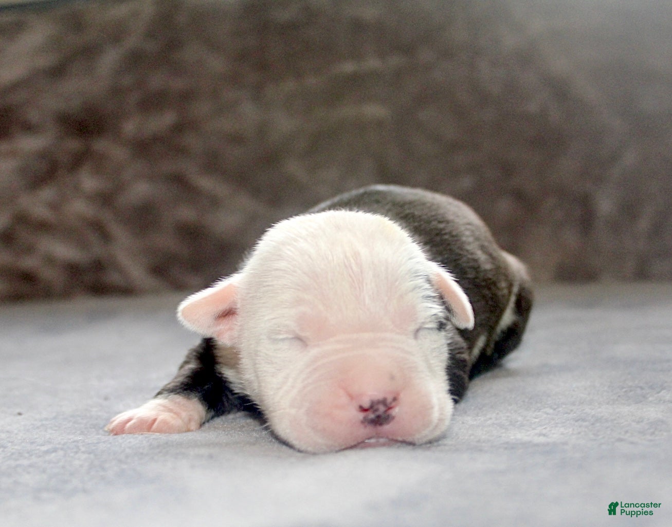 American Bully dogs Ivar - Ad 1