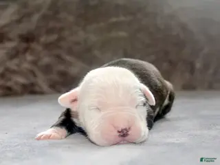 American Bully dogs for sale: Ivar - Ad 4