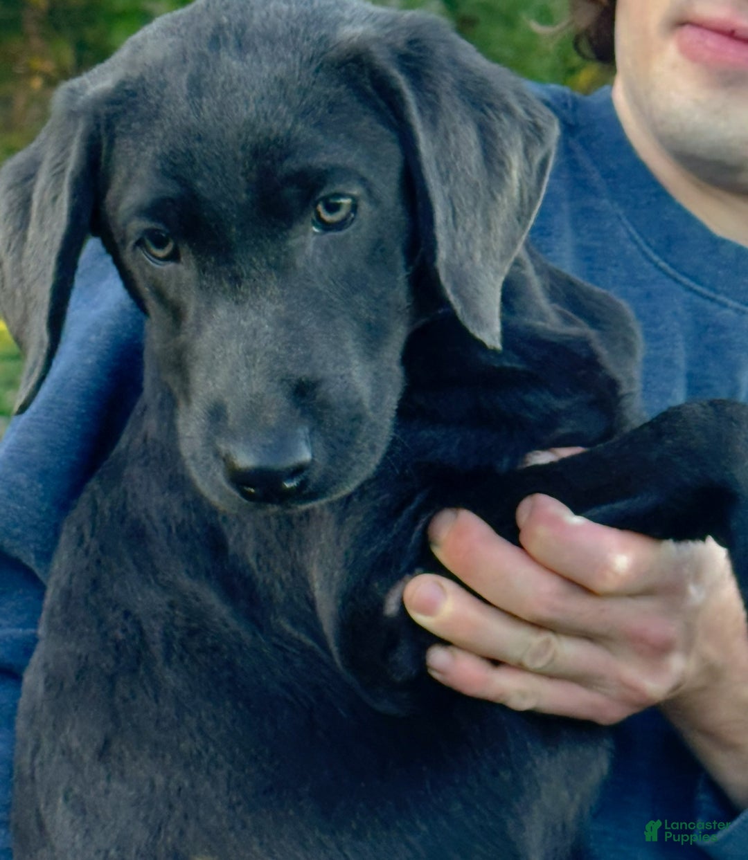 Labrador Retriever dogs for sale: Labrador Retriever Puppy 1 - Ad 9