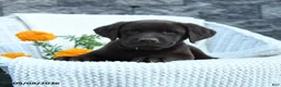 Labrador Retriever dogs for sale: Max - Ad 4
