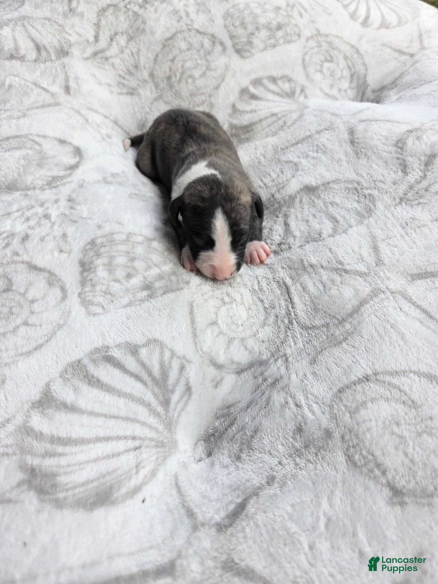 Whippet dogs Boy 5 - Ad 2