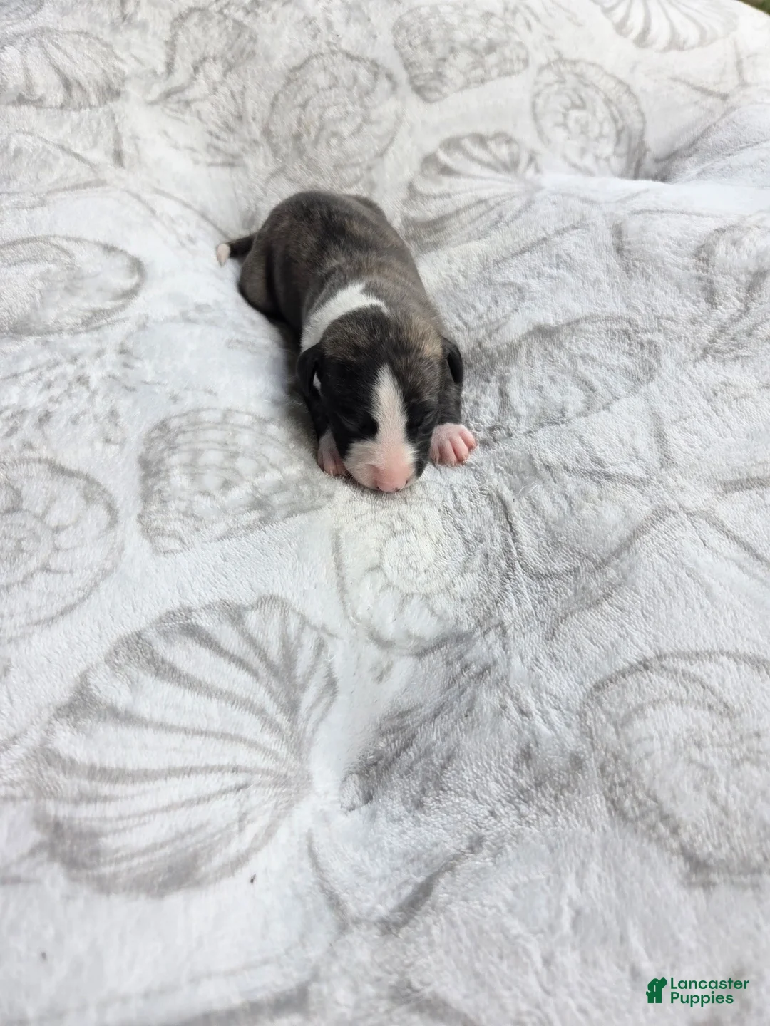 Whippet dogs for sale: Boy 5 - Ad 2
