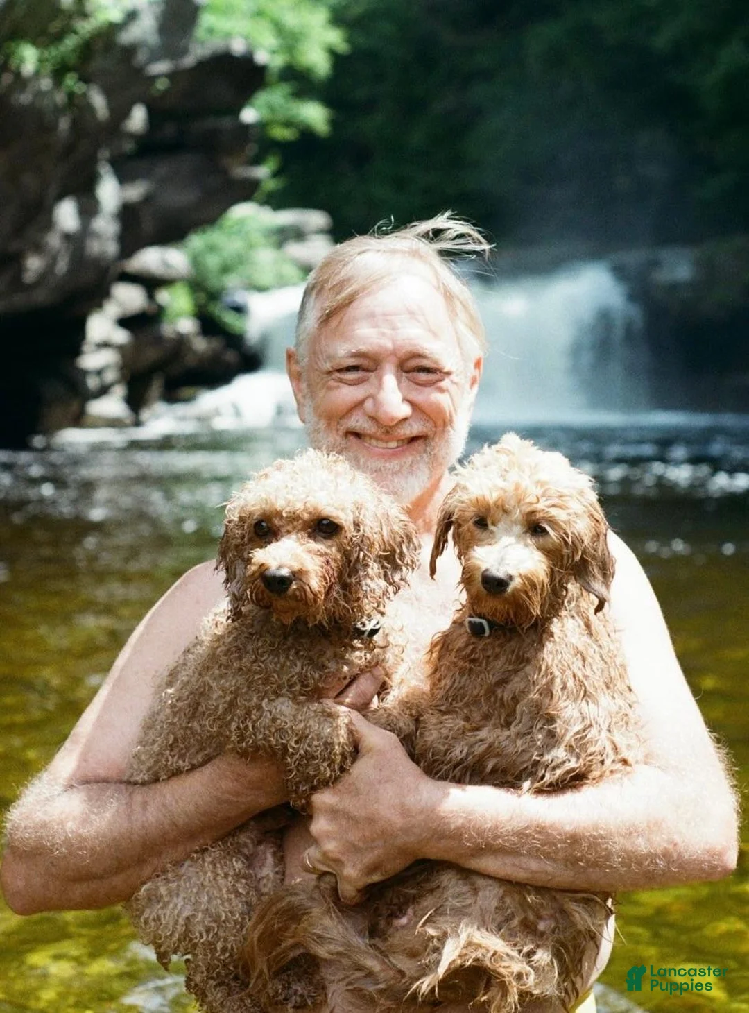 Mixed Breed dogs for sale: Dr Doofenshmirtz - Ad 5