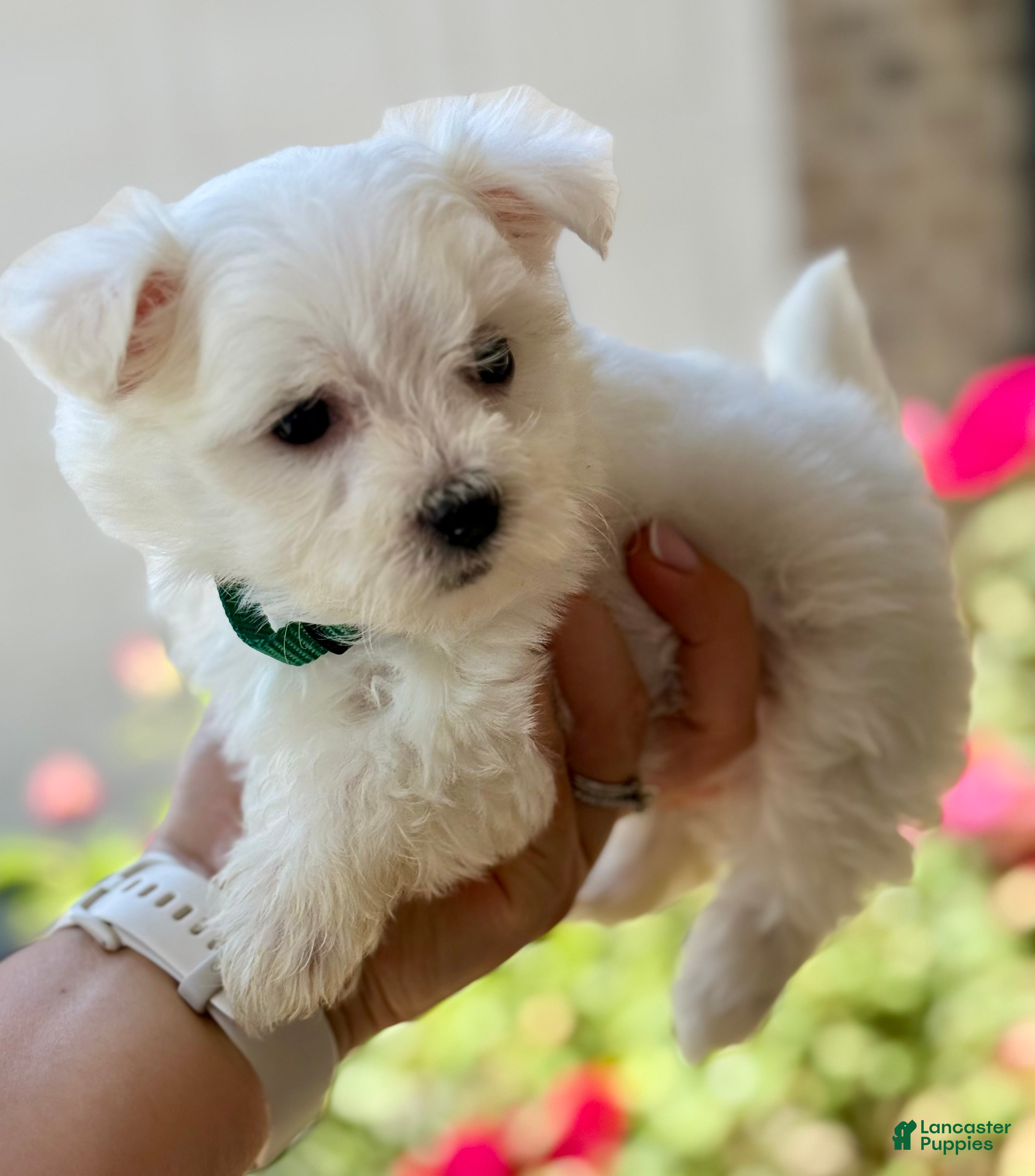 Maltese dogs Bella Maltese 3 - Ad 1