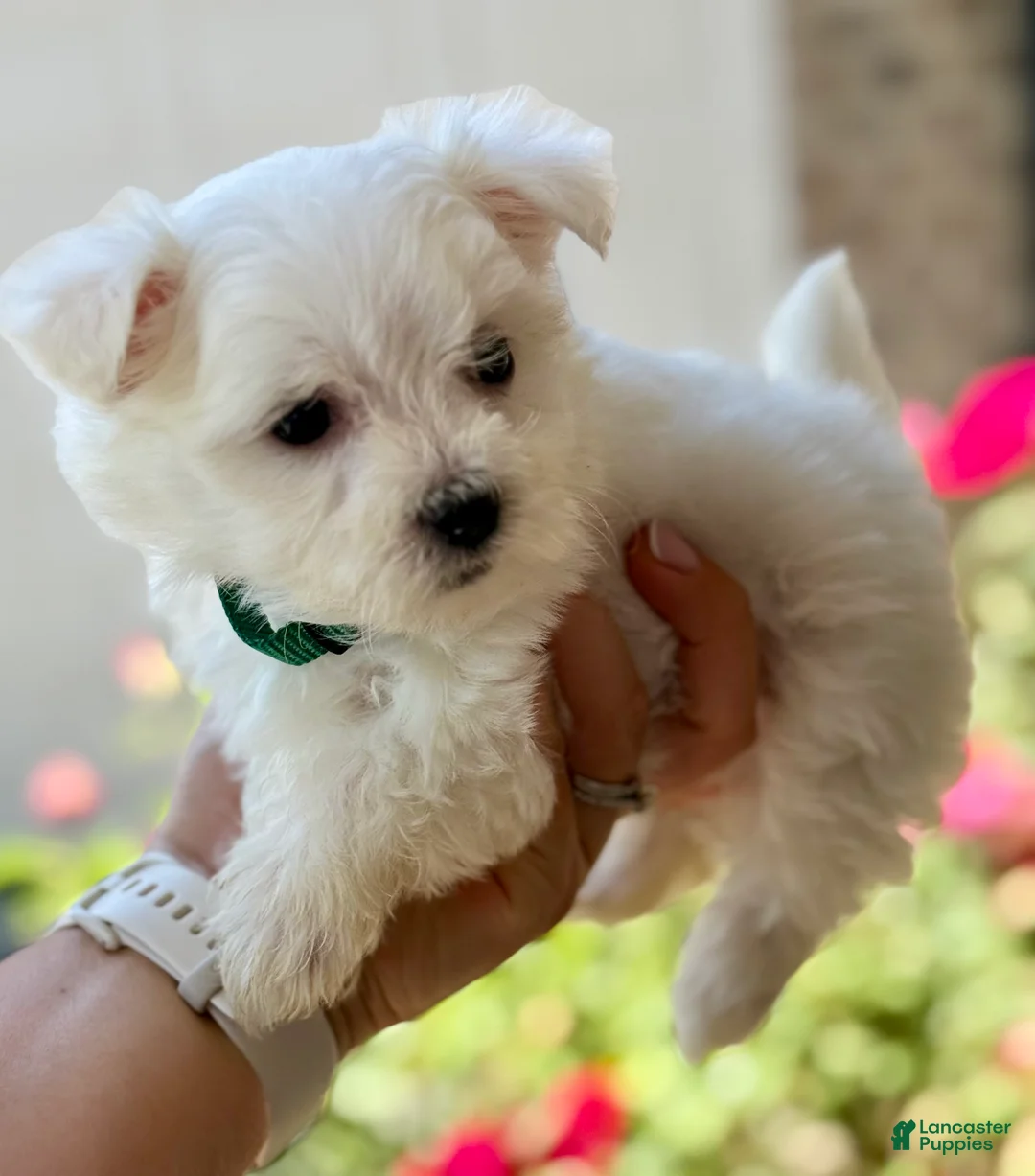 Maltese dogs for sale: Bella Maltese 3 - Ad 1