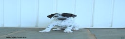 Dalmatian dogs for sale: Noland  - Ad 5