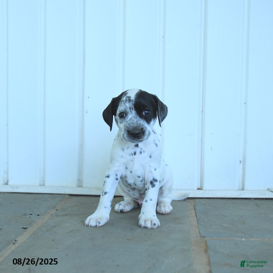 Dalmatian dogs for sale: Noland  - Ad 5