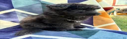 German Shepherd dogs for sale: Cheyenne-Female - Ad 6