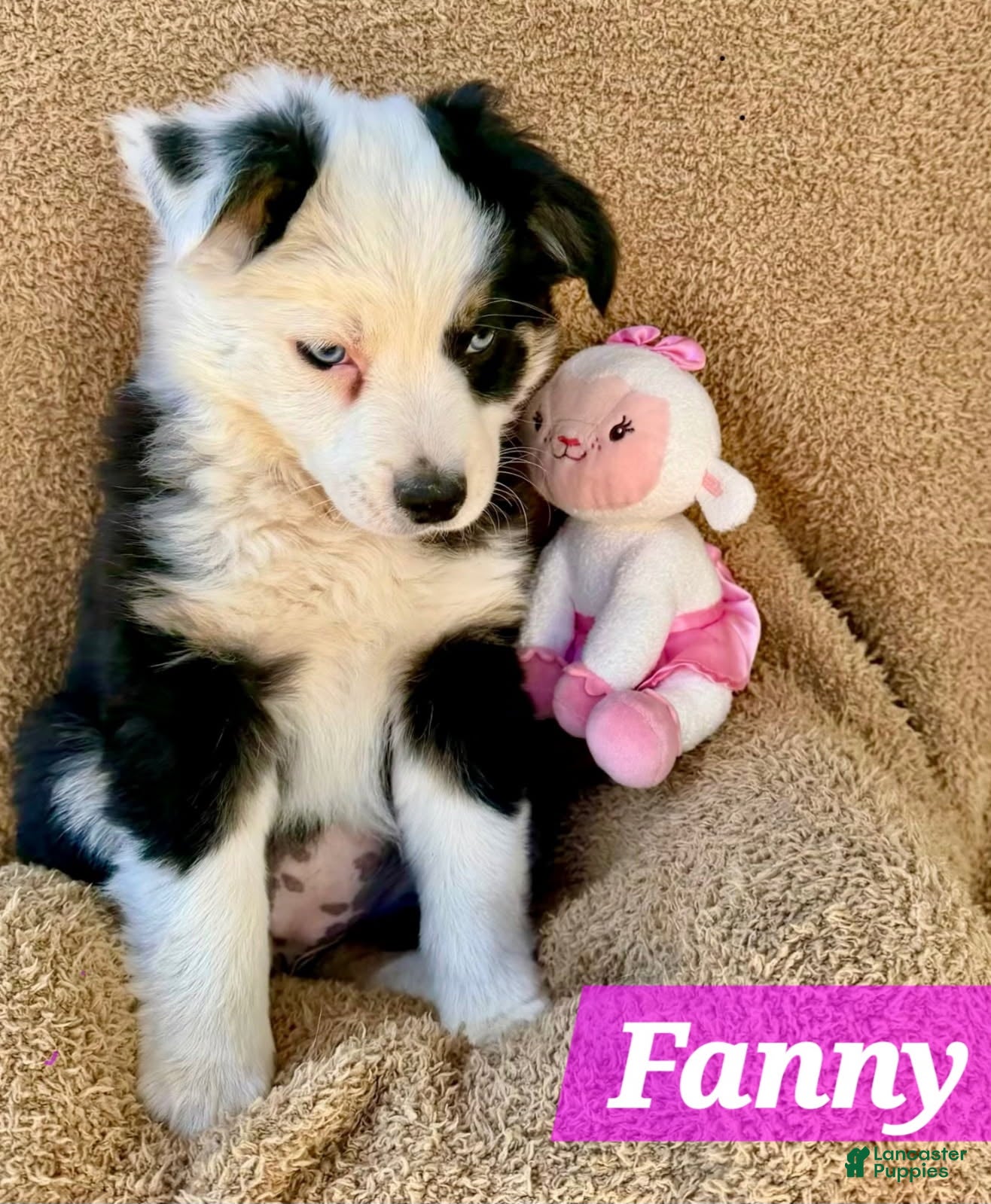Miniature Australian Shepherd dogs Fanny Fay - Ad 1