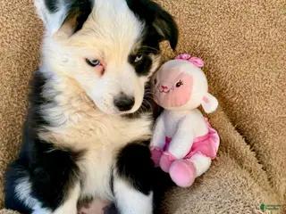 Miniature Australian Shepherd dogs Fanny Fay - Ad 1