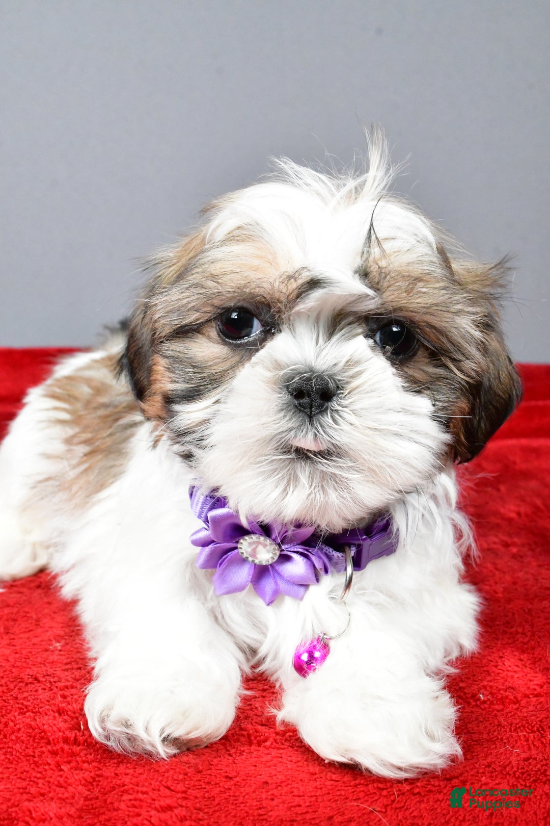 Shih Tzu dogs for sale: Cris - Ad 3