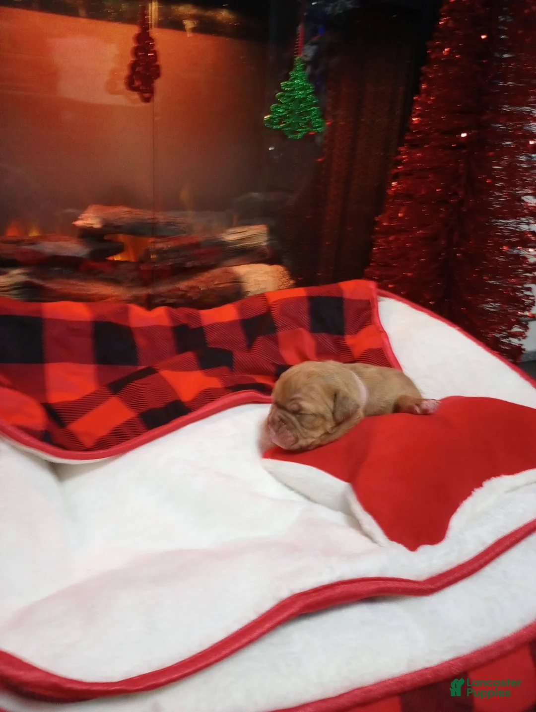 Olde English Bulldogge dogs for sale: Olde English Bulldogge Puppy 6 - Ad 6