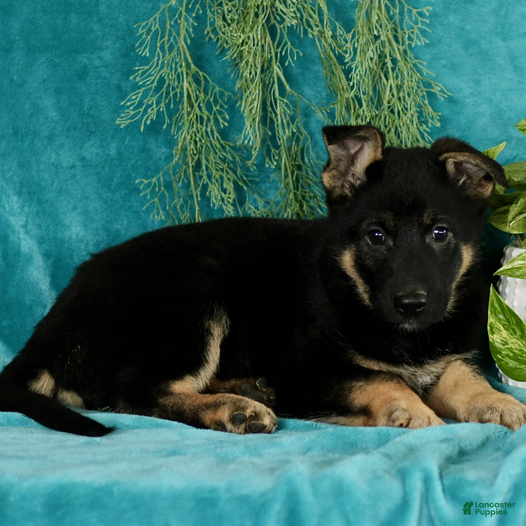 German Shepherd dogs for sale: Tyler  - Ad 3