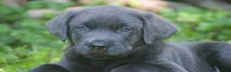 Labrador Retriever dogs for sale: King - Ad 6