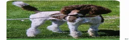 Goldendoodle dogs for sale: Cash - Ad 5