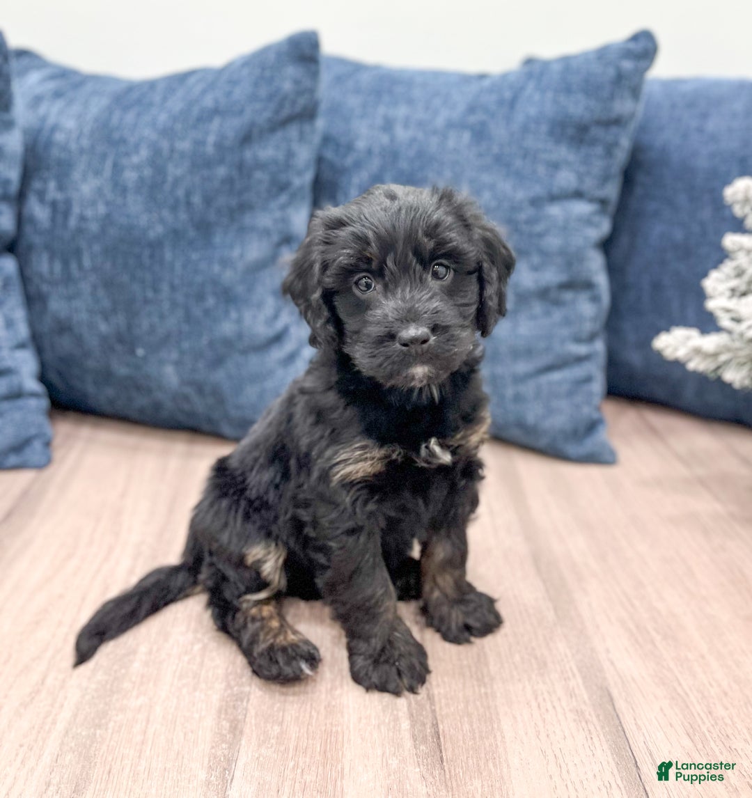 Mini Bernedoodle dogs for sale: Stormy - Ad 3