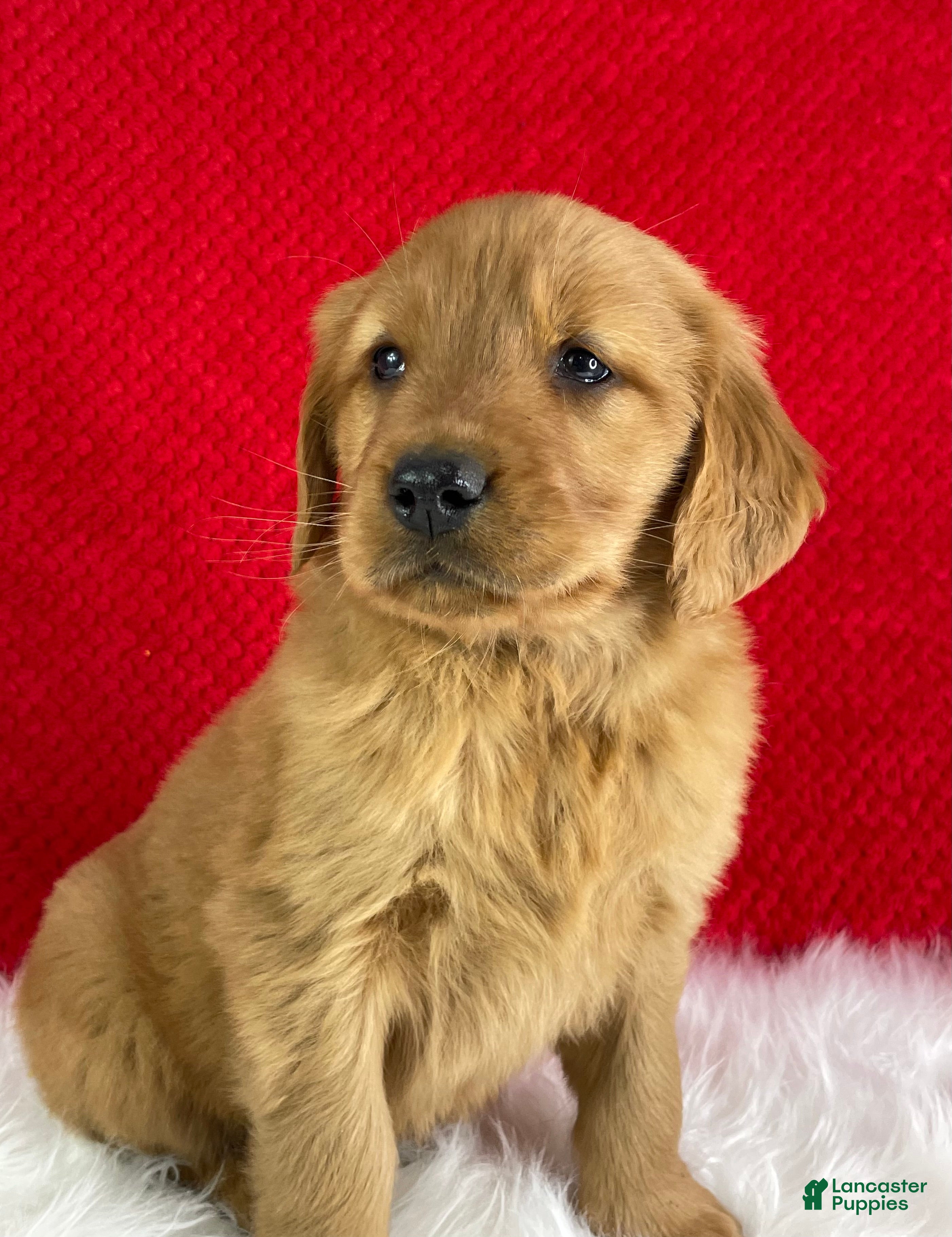 Golden Retriever dogs River - Ad 1