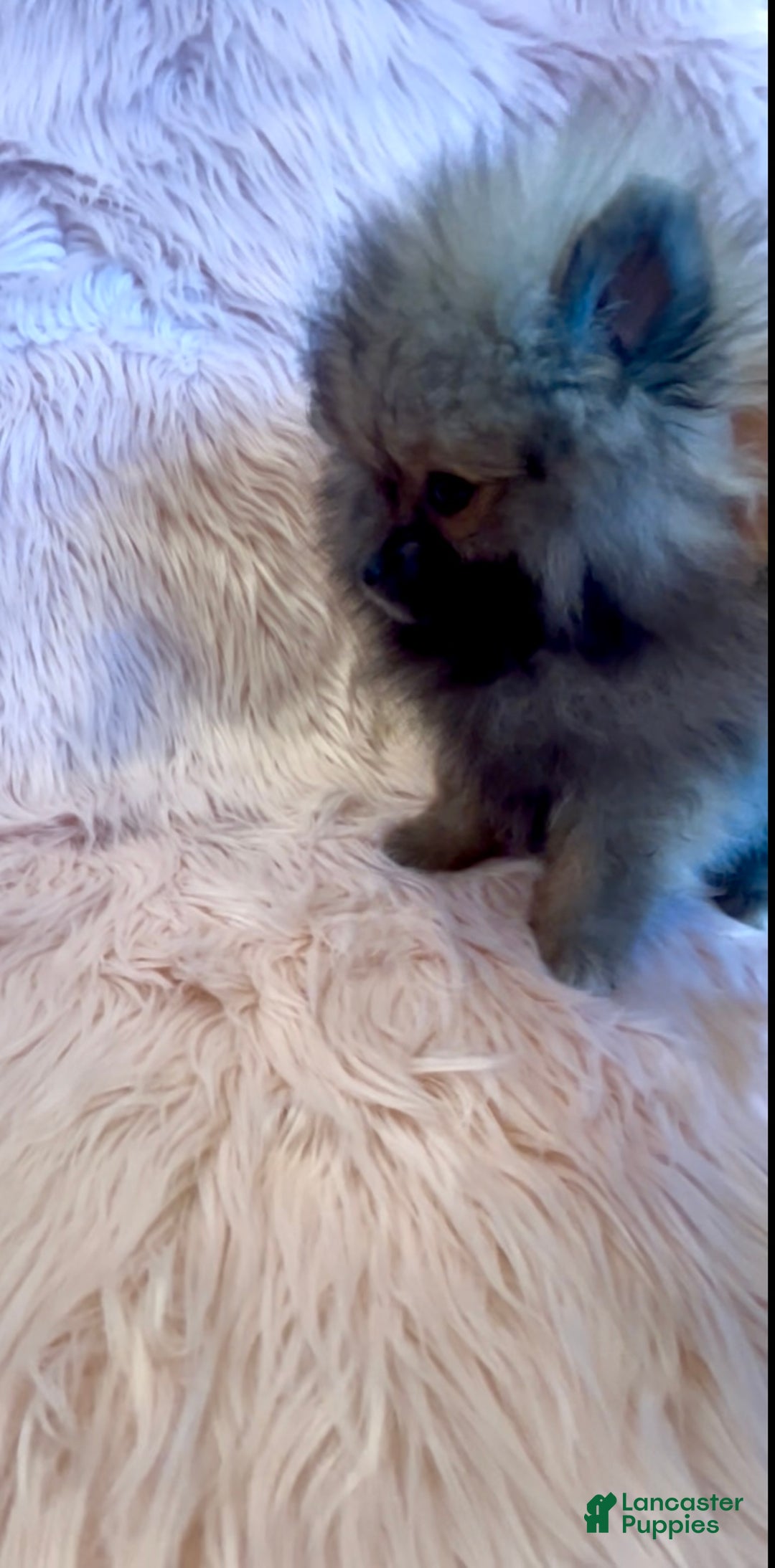 Pomeranian dogs for sale: Penny AKC Registered FULL RIGHTS - Ad 18