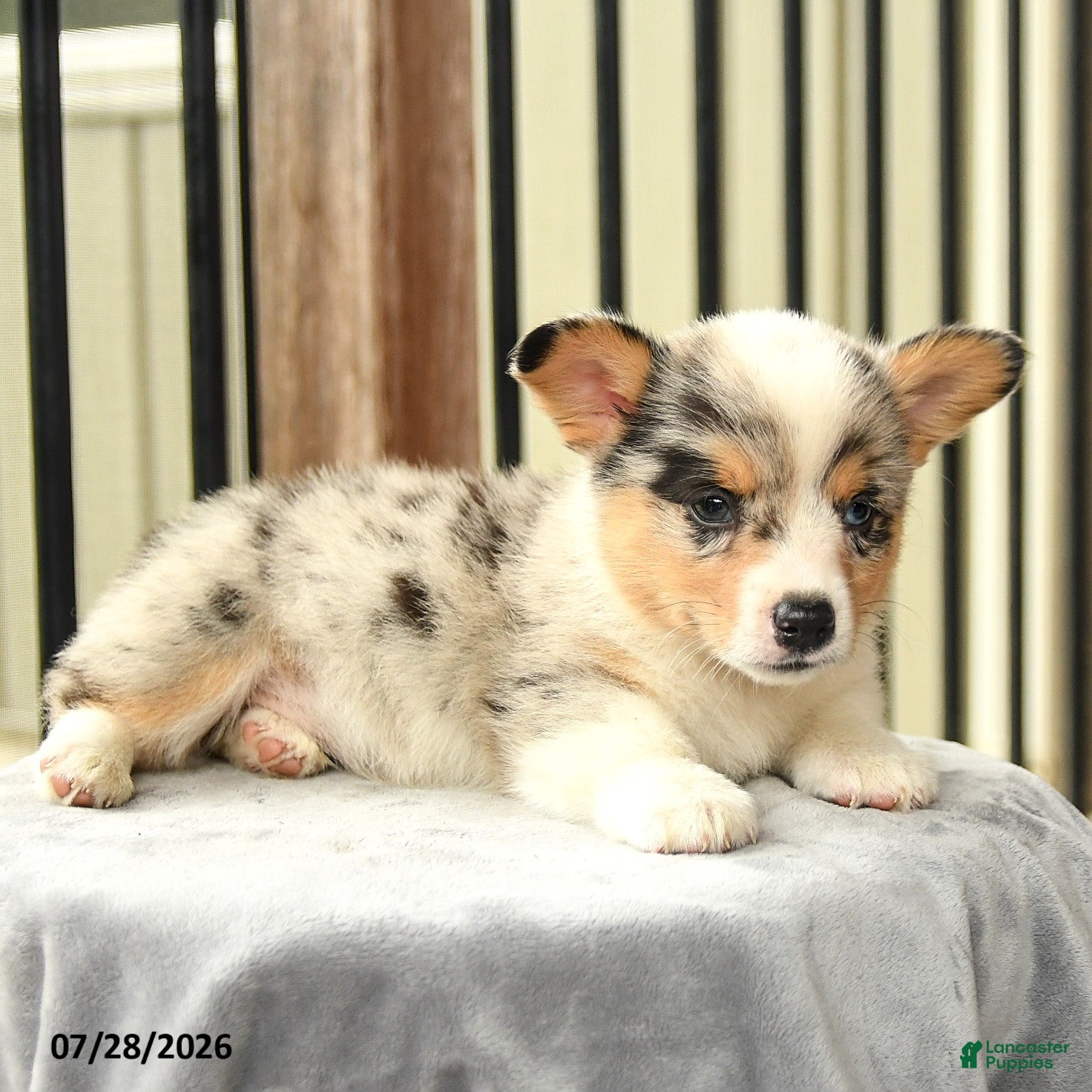 Welsh Corgi Pembroke dogs Rainbow - Ad 2