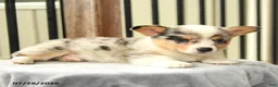 Welsh Corgi Pembroke dogs for sale: Rainbow - Ad 2